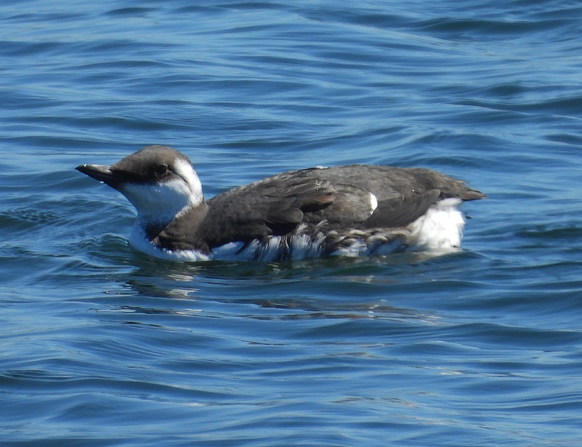 Common Murre - ML641084285