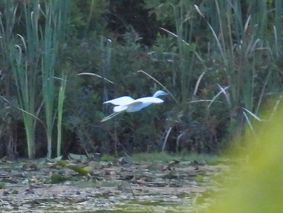 Little Blue Heron - ML641084315