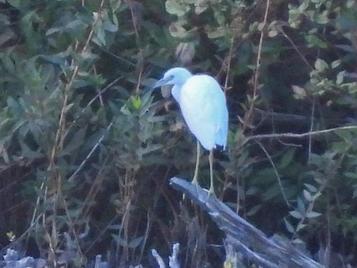 Little Blue Heron - ML641084316