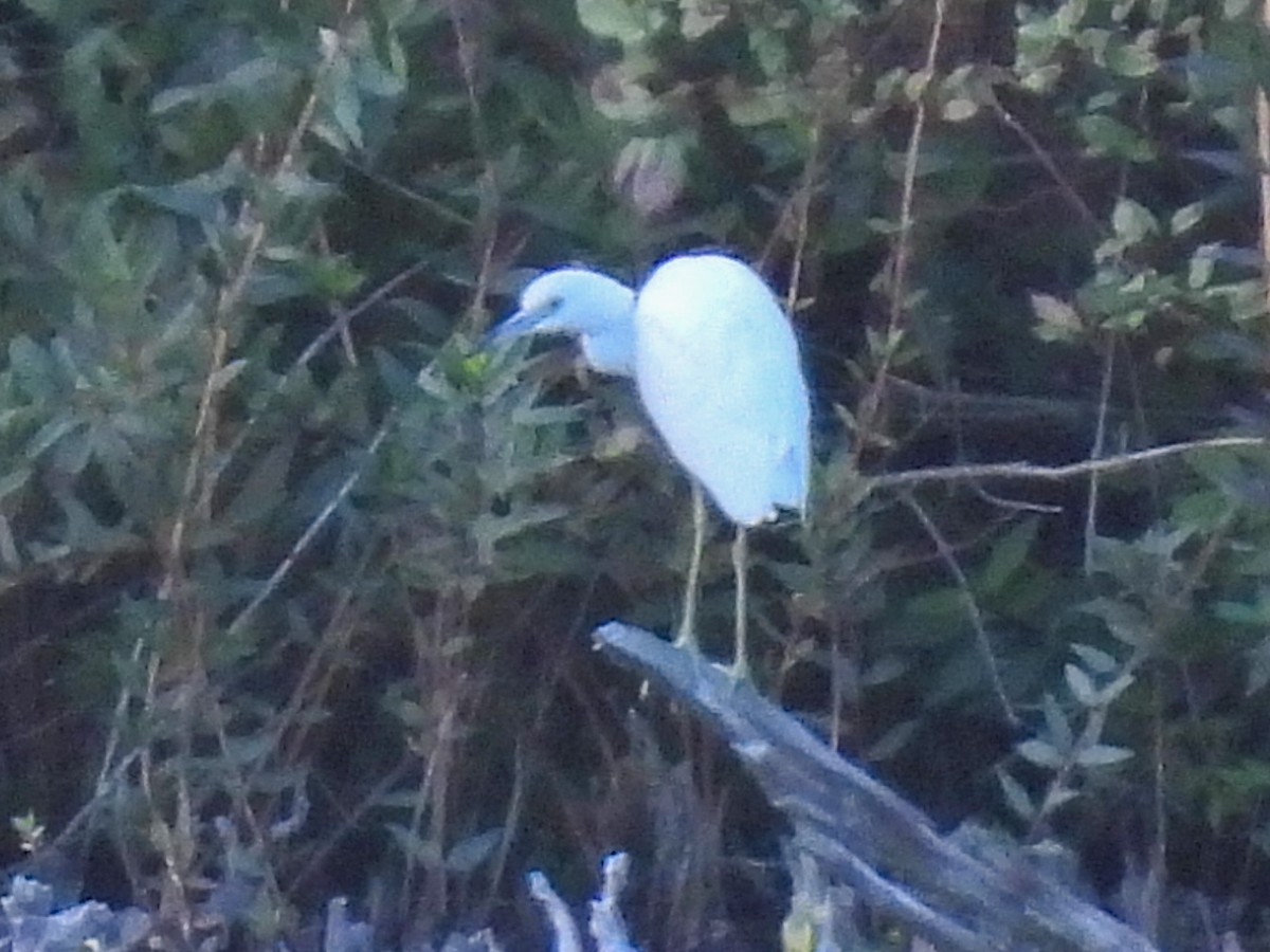 Little Blue Heron - ML641084317