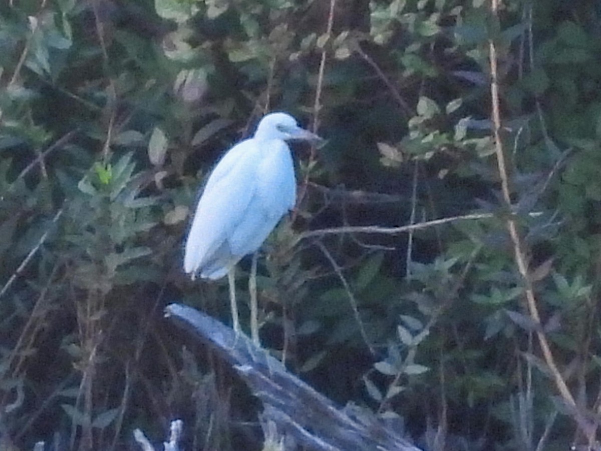 Little Blue Heron - ML641084318