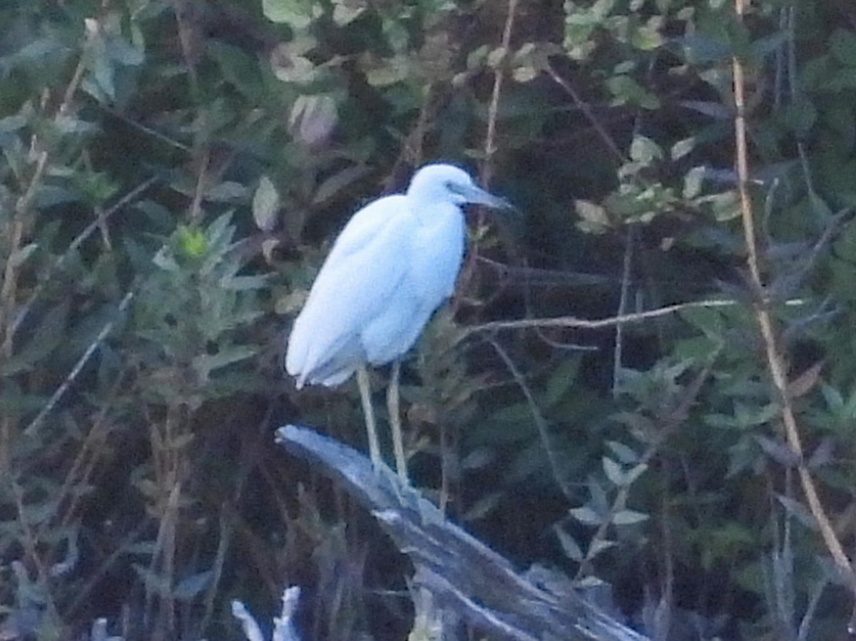 Little Blue Heron - ML641084319