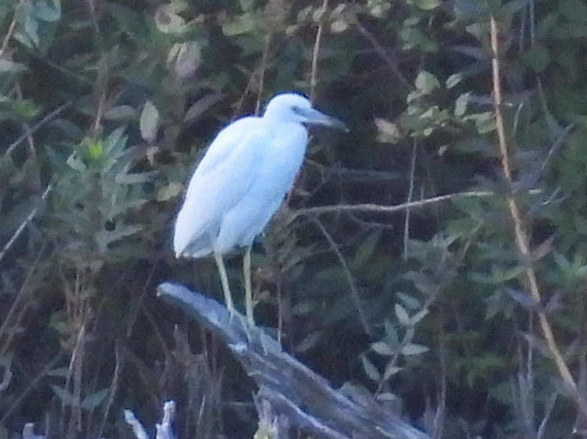 Little Blue Heron - ML641084320