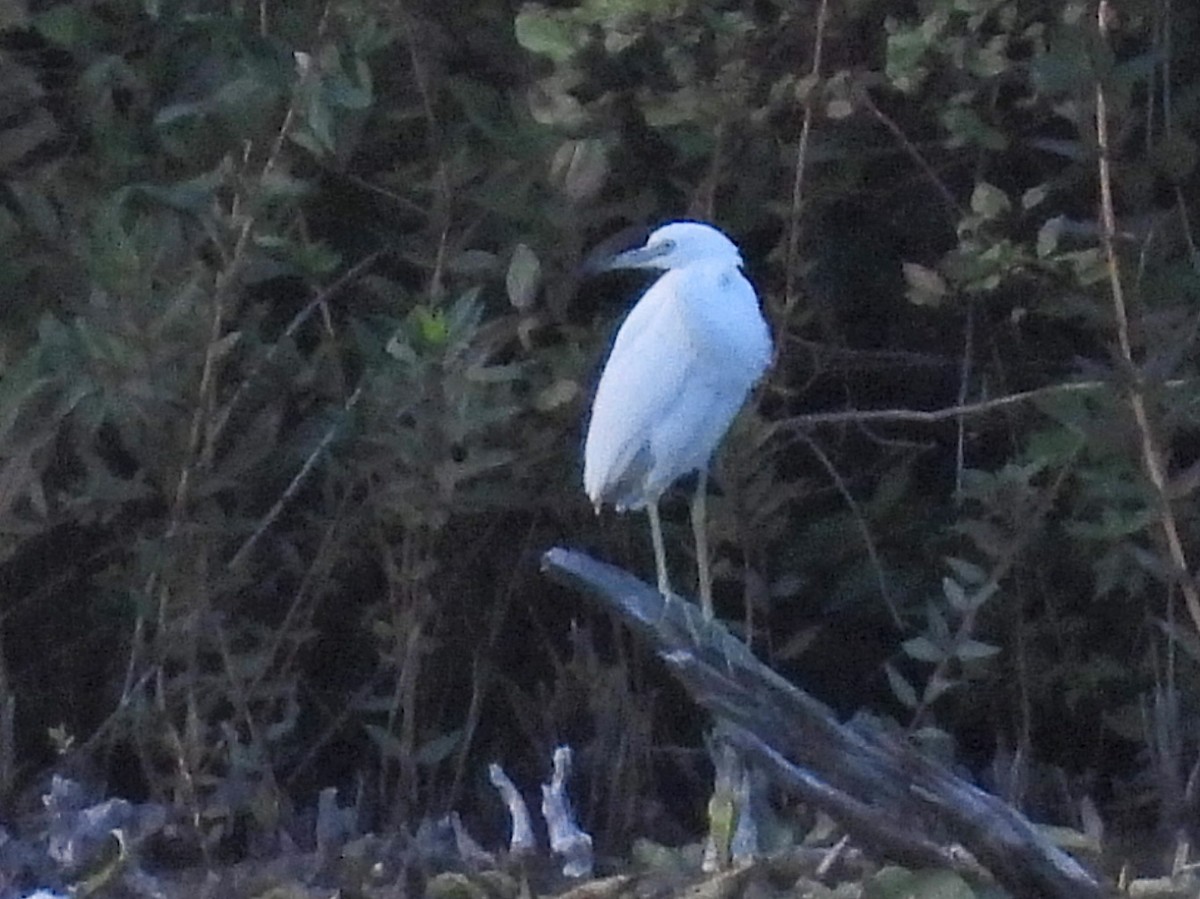 Little Blue Heron - ML641084321