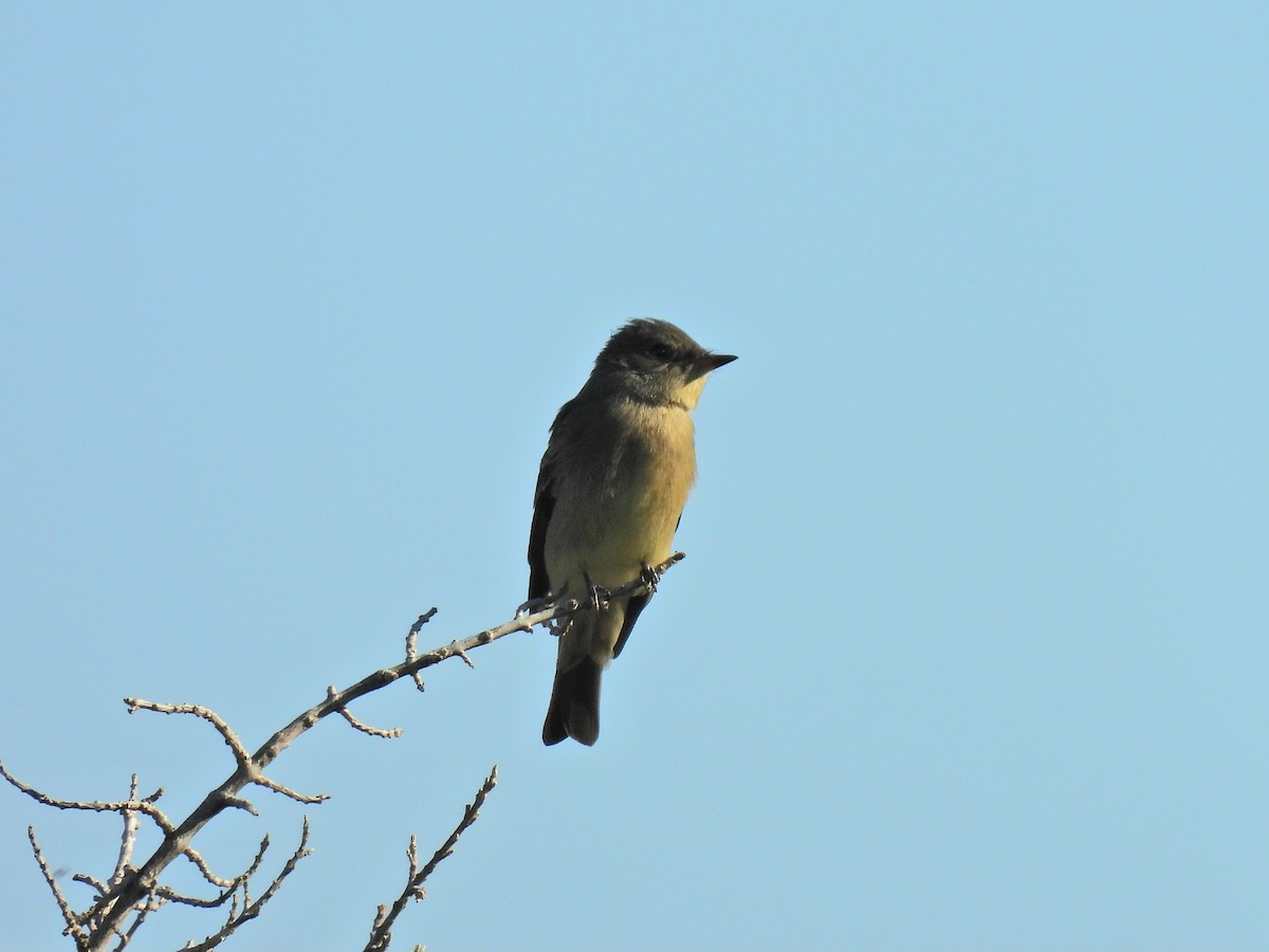 Blasskehl-Schnäppertyrann - ML641084358