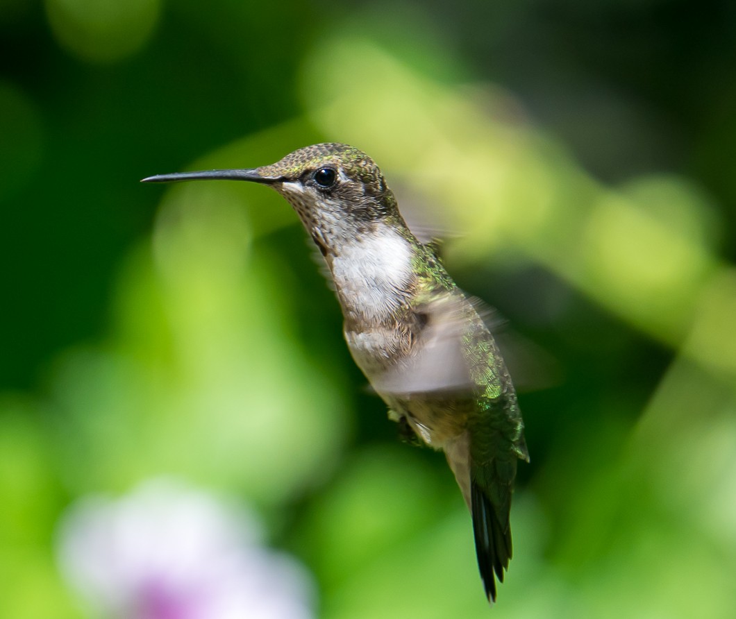 Ruby-throated Hummingbird - ML641084365