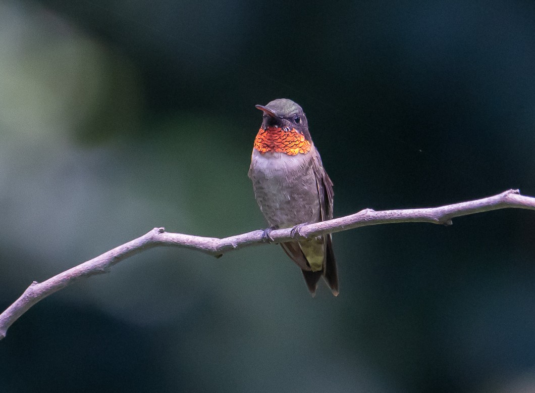 Ruby-throated Hummingbird - ML641084366