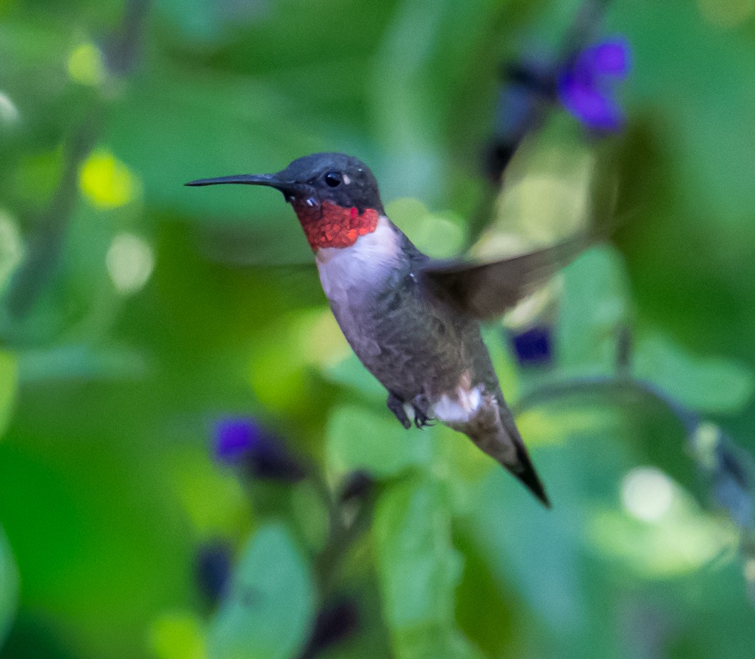 Ruby-throated Hummingbird - ML641084368