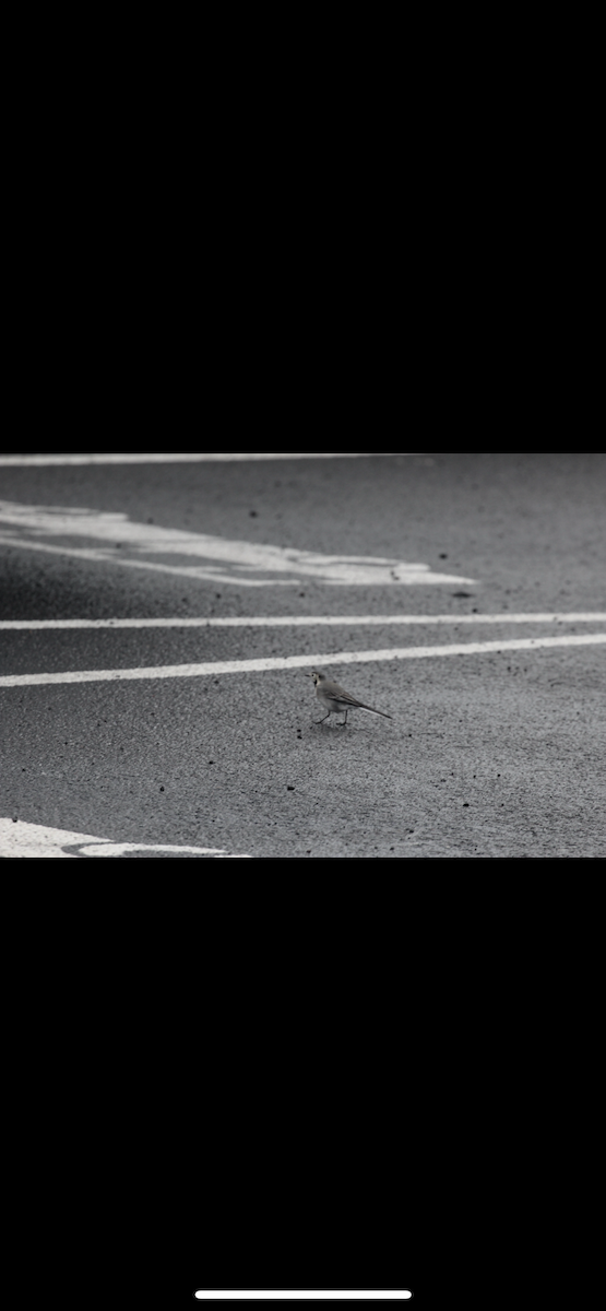 White Wagtail - ML641084369