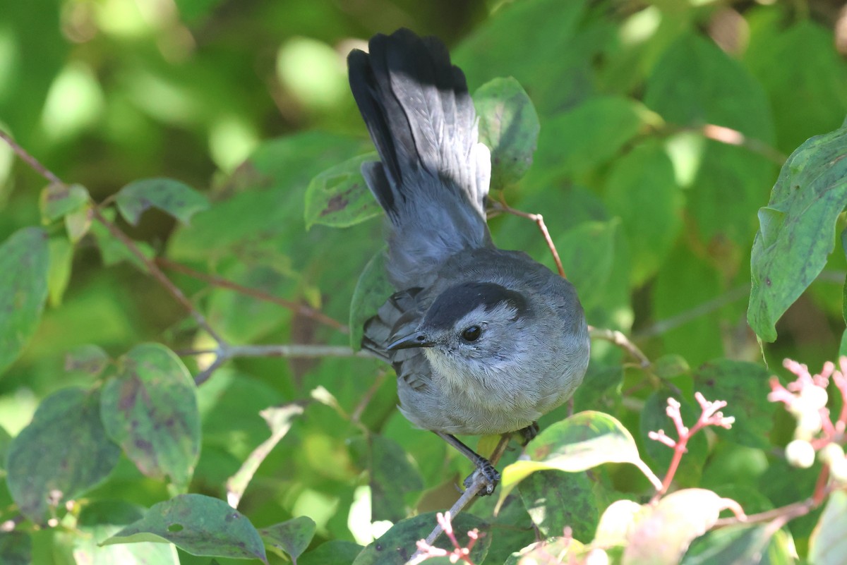 Gray Catbird - ML641084373