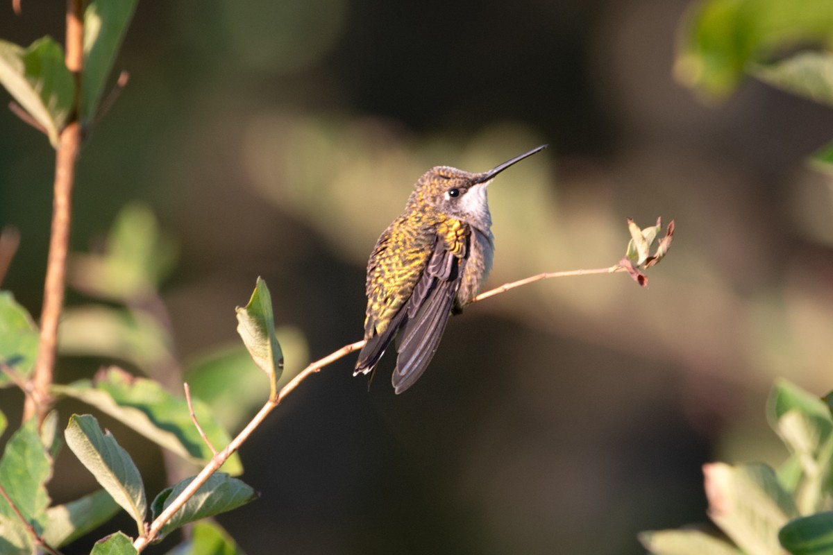 Ruby-throated Hummingbird - ML641084376