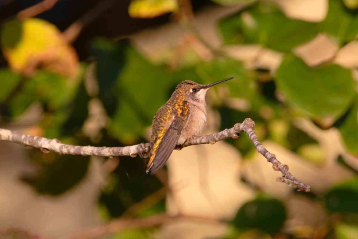 Ruby-throated Hummingbird - ML641084377