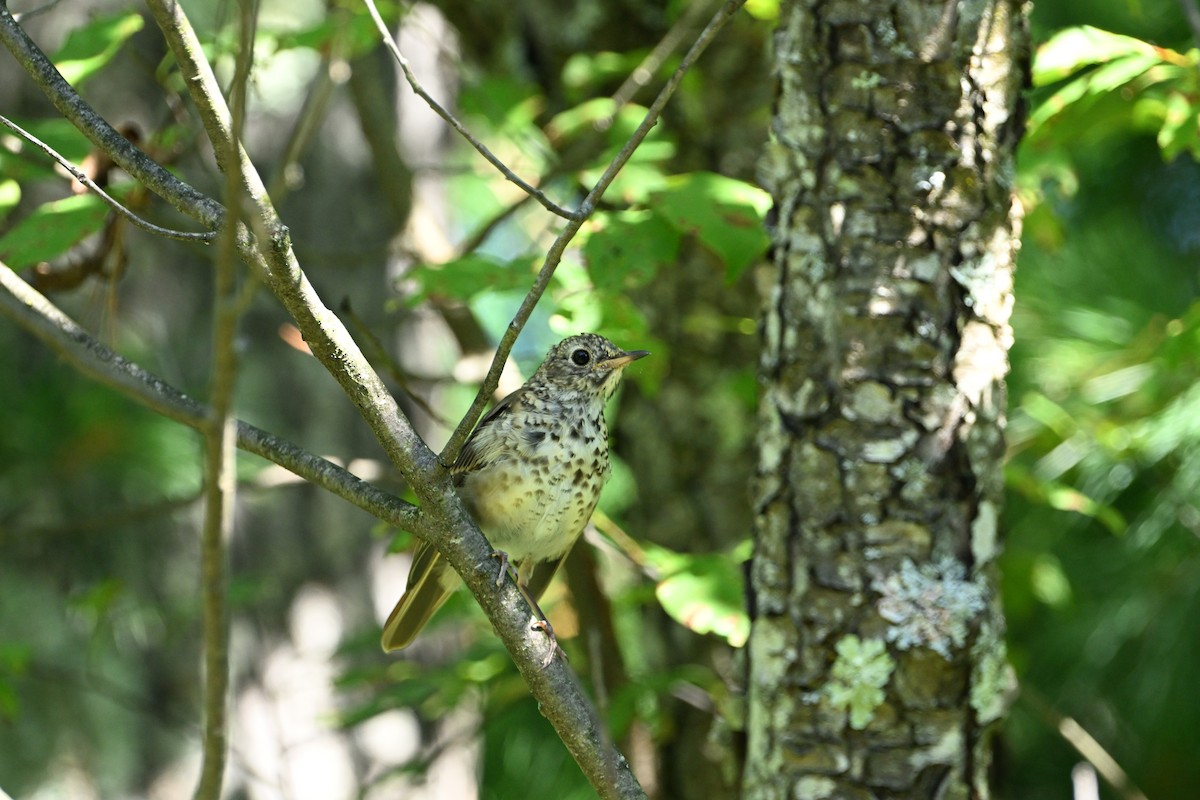 Hermit Thrush - ML641084411