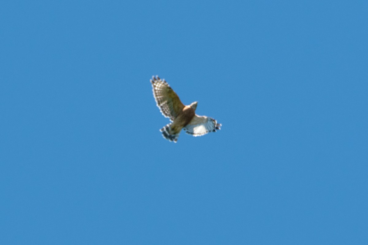 Red-shouldered Hawk - ML641084415