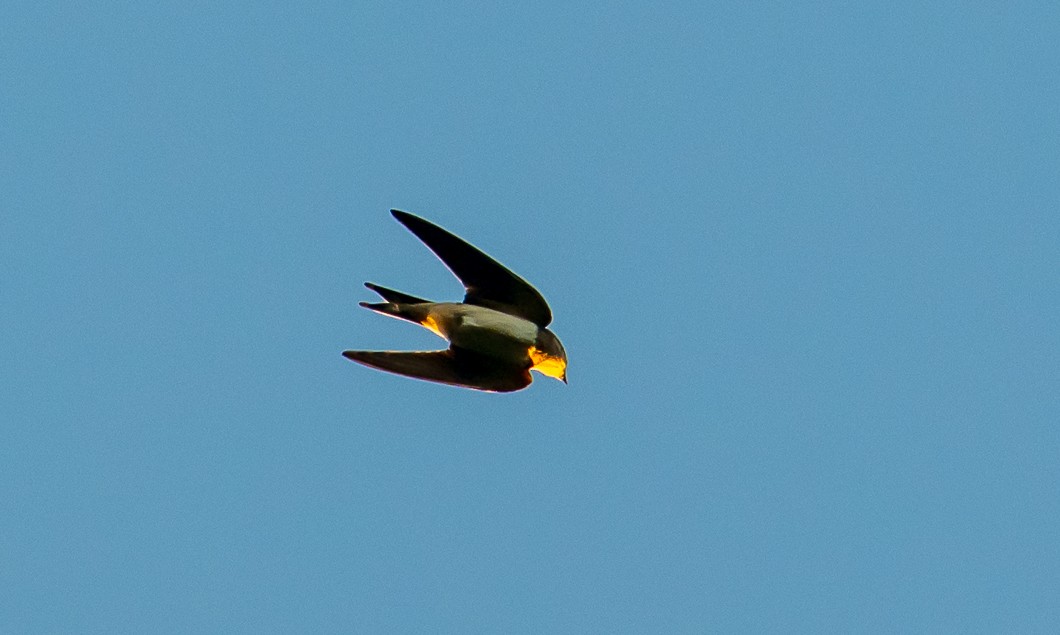 Barn Swallow - ML641084421