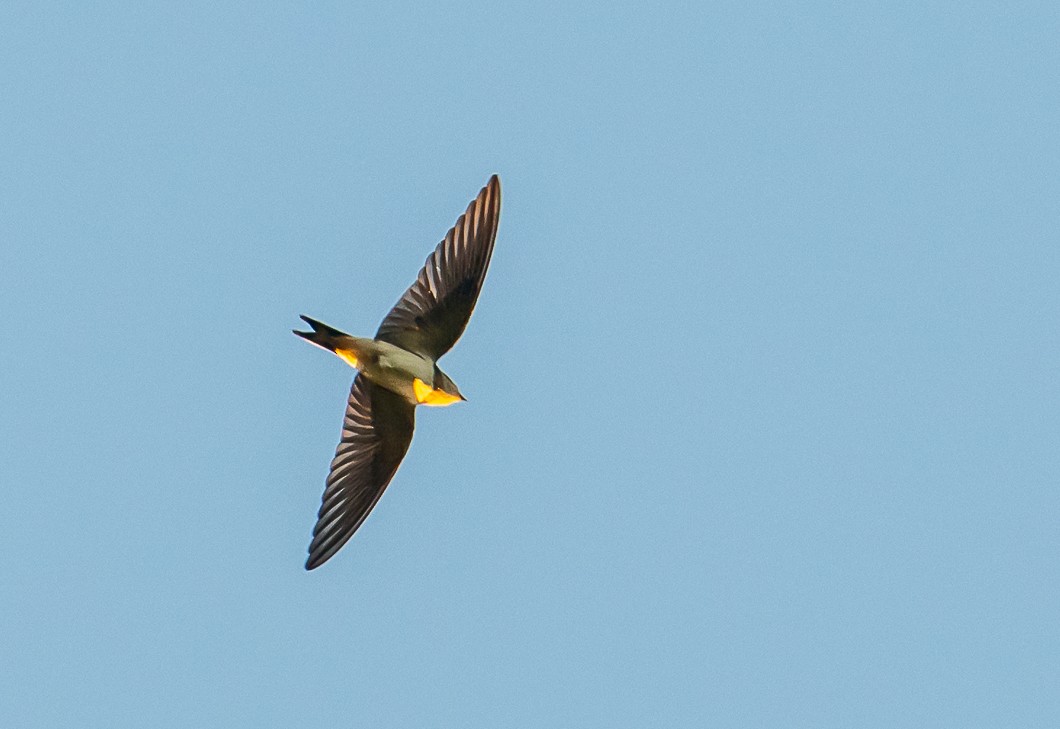 Barn Swallow - ML641084422