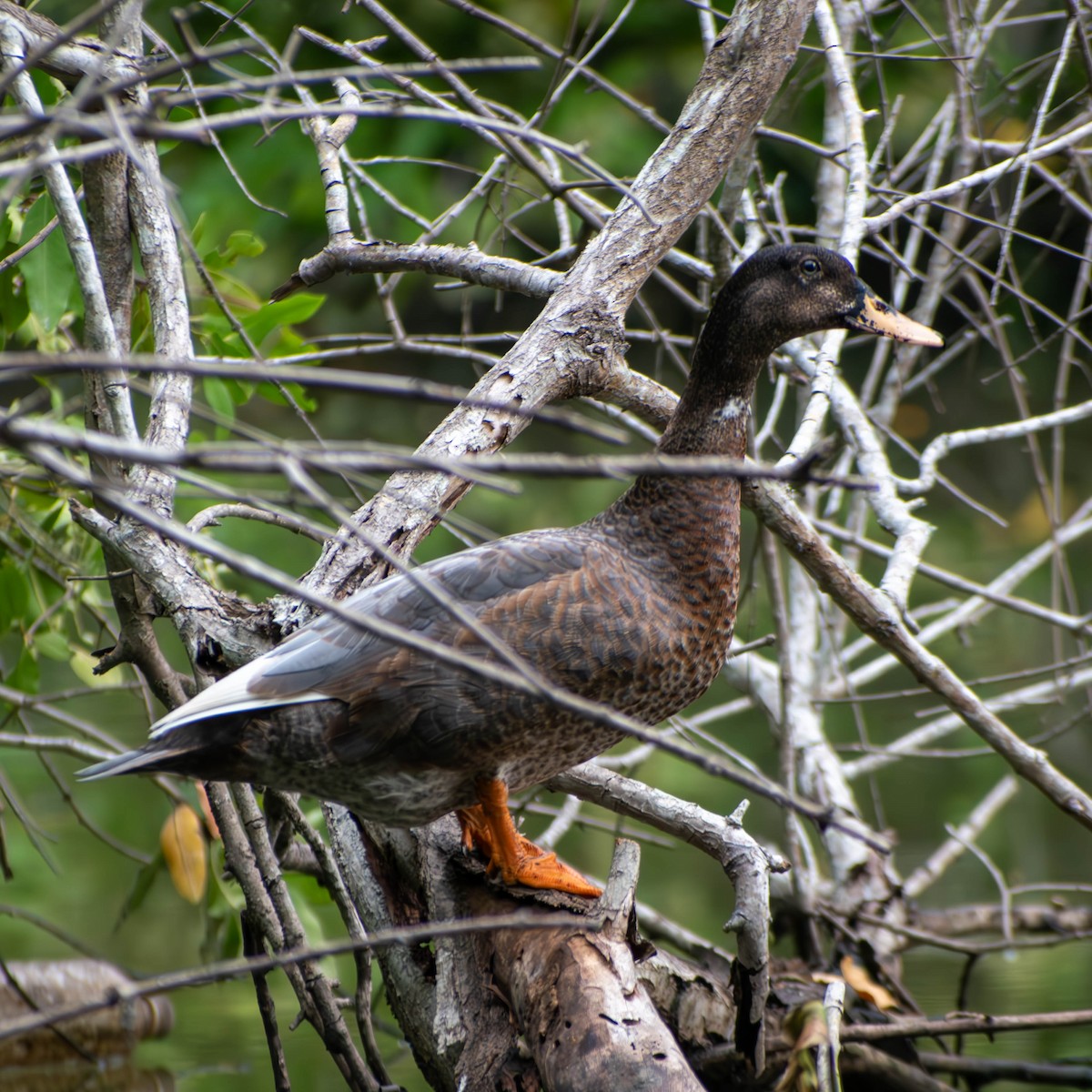 Muscovy Duck (Domestic type) - ML641084431