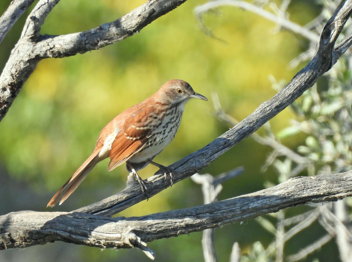 Brown Thrasher - ML641084433