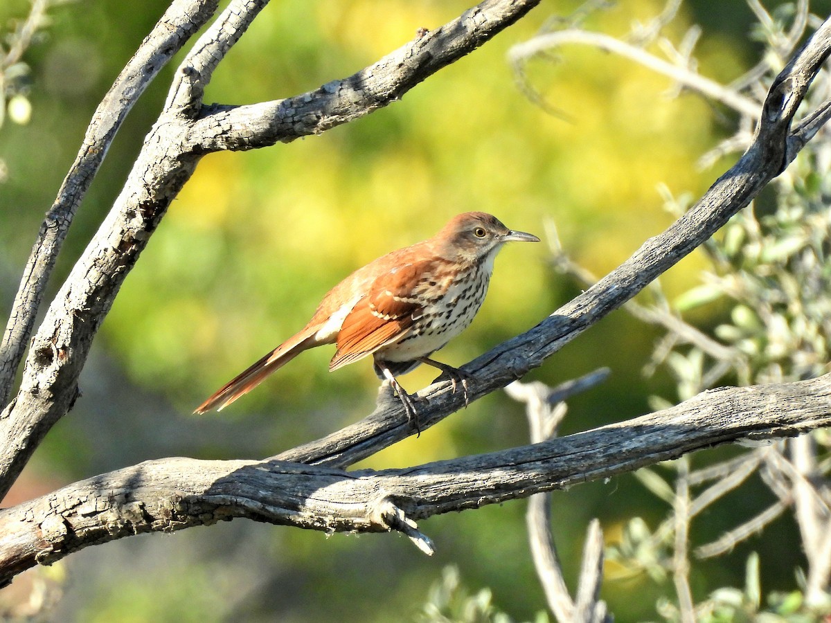 Brown Thrasher - ML641084449