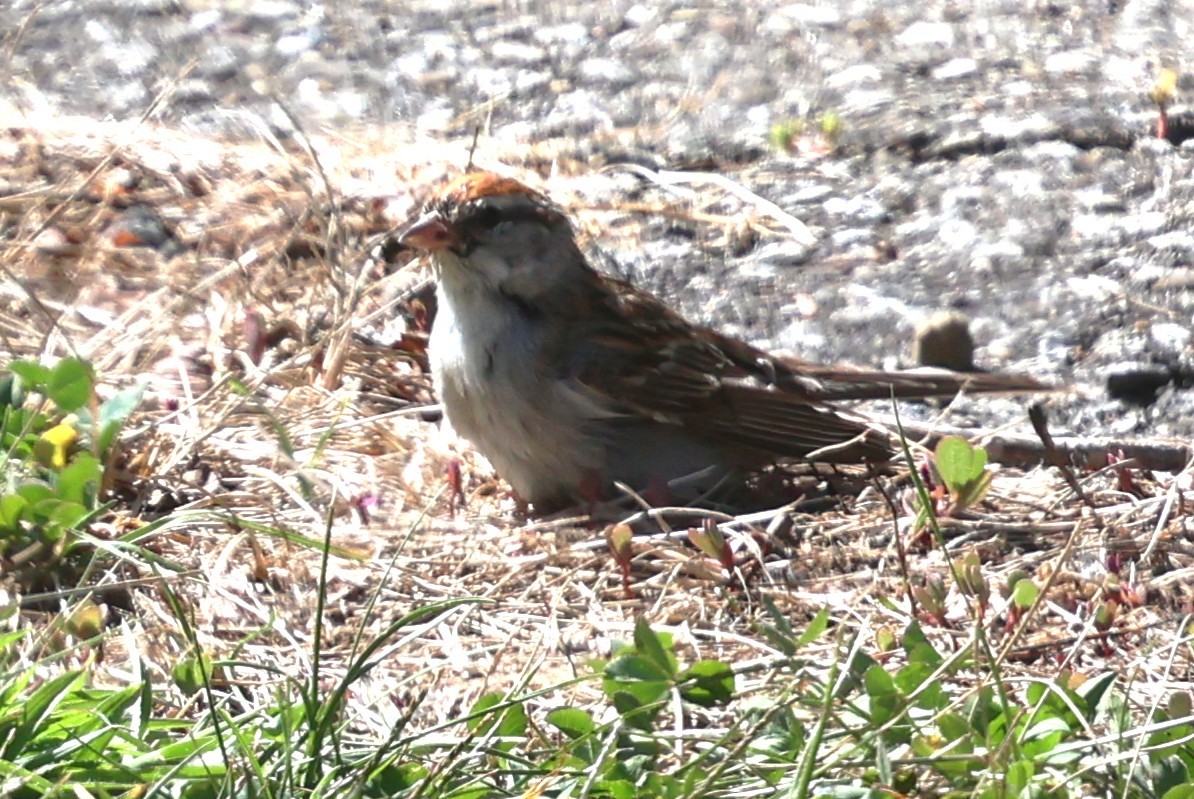Chipping Sparrow - ML641084458