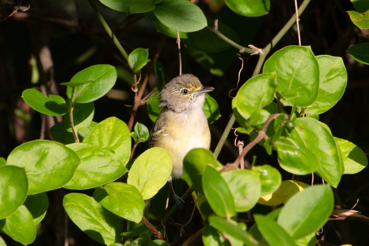 White-eyed Vireo - ML641084468