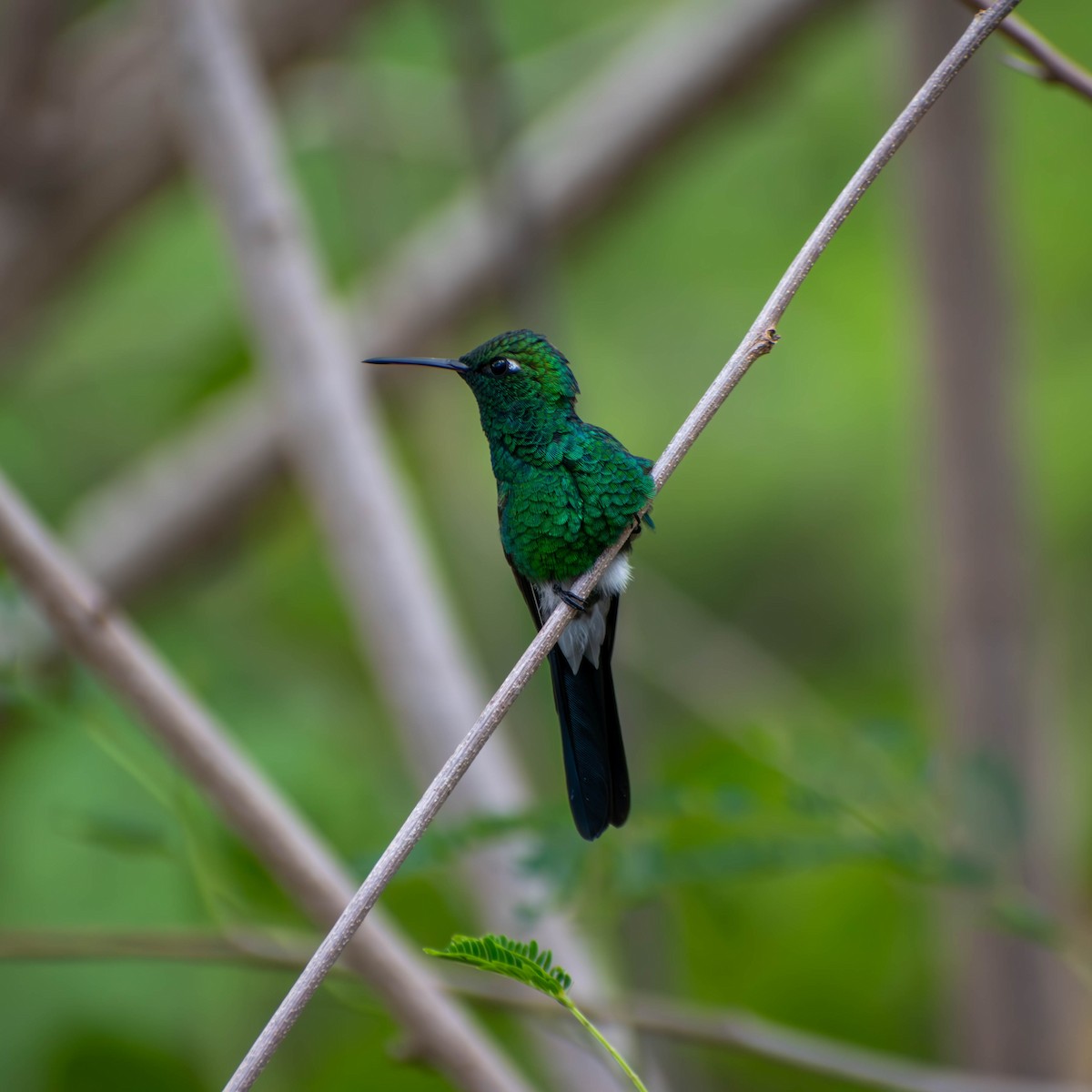 Cuban Emerald - ML641084470