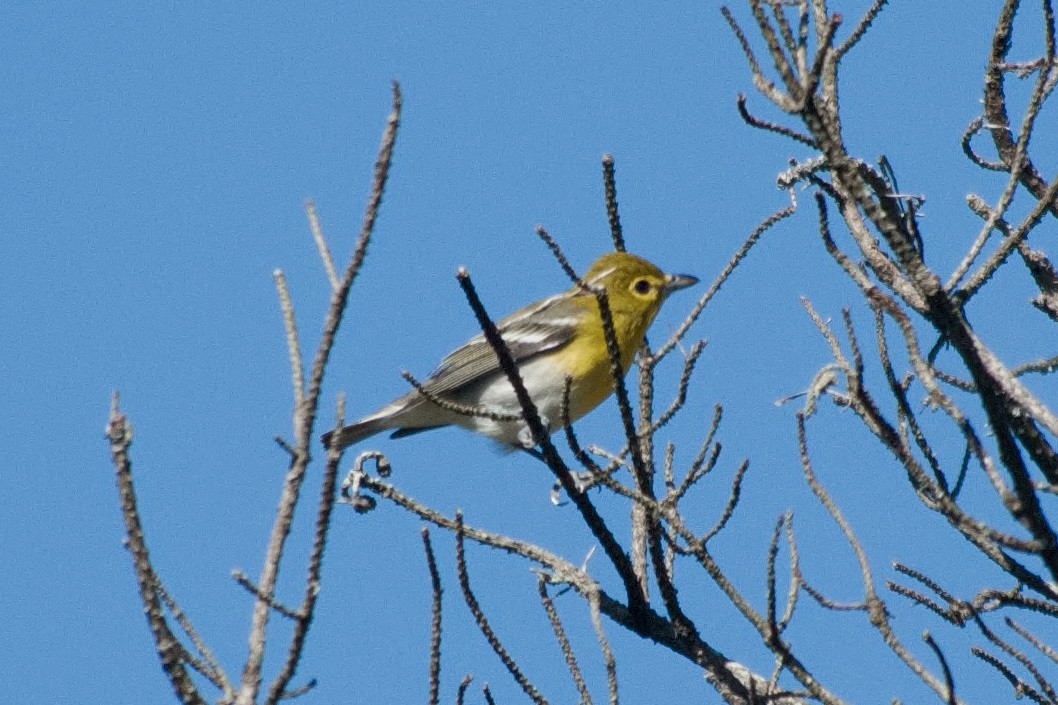 Yellow-throated Vireo - ML641084476