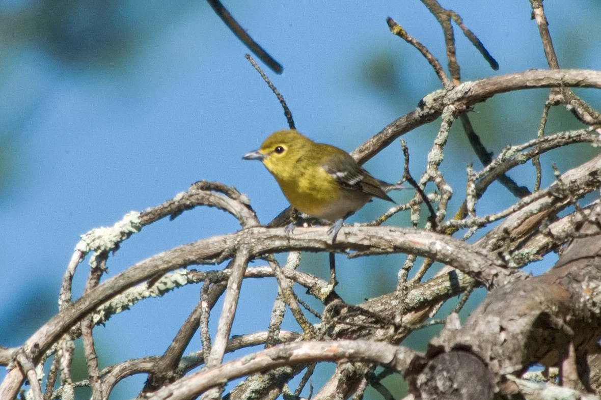 Yellow-throated Vireo - ML641084477