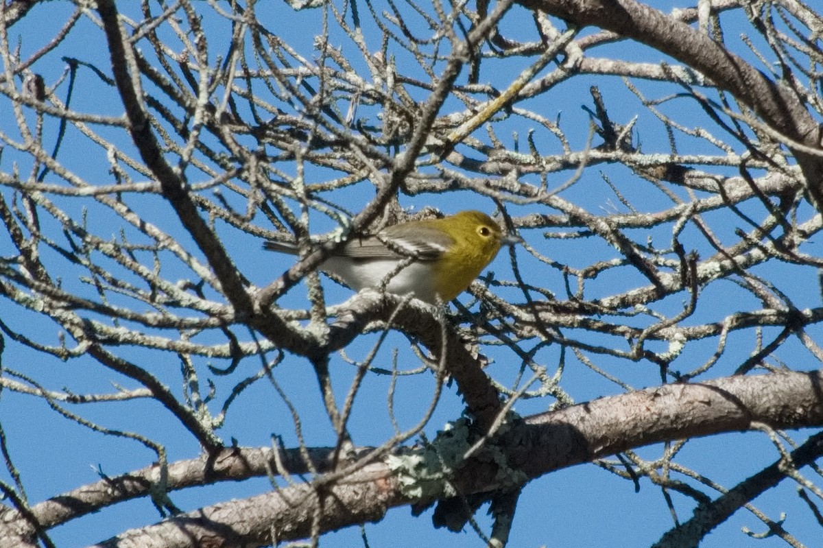 Yellow-throated Vireo - ML641084478