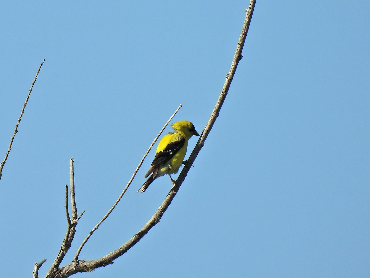 Chardonneret jaune - ML641084489
