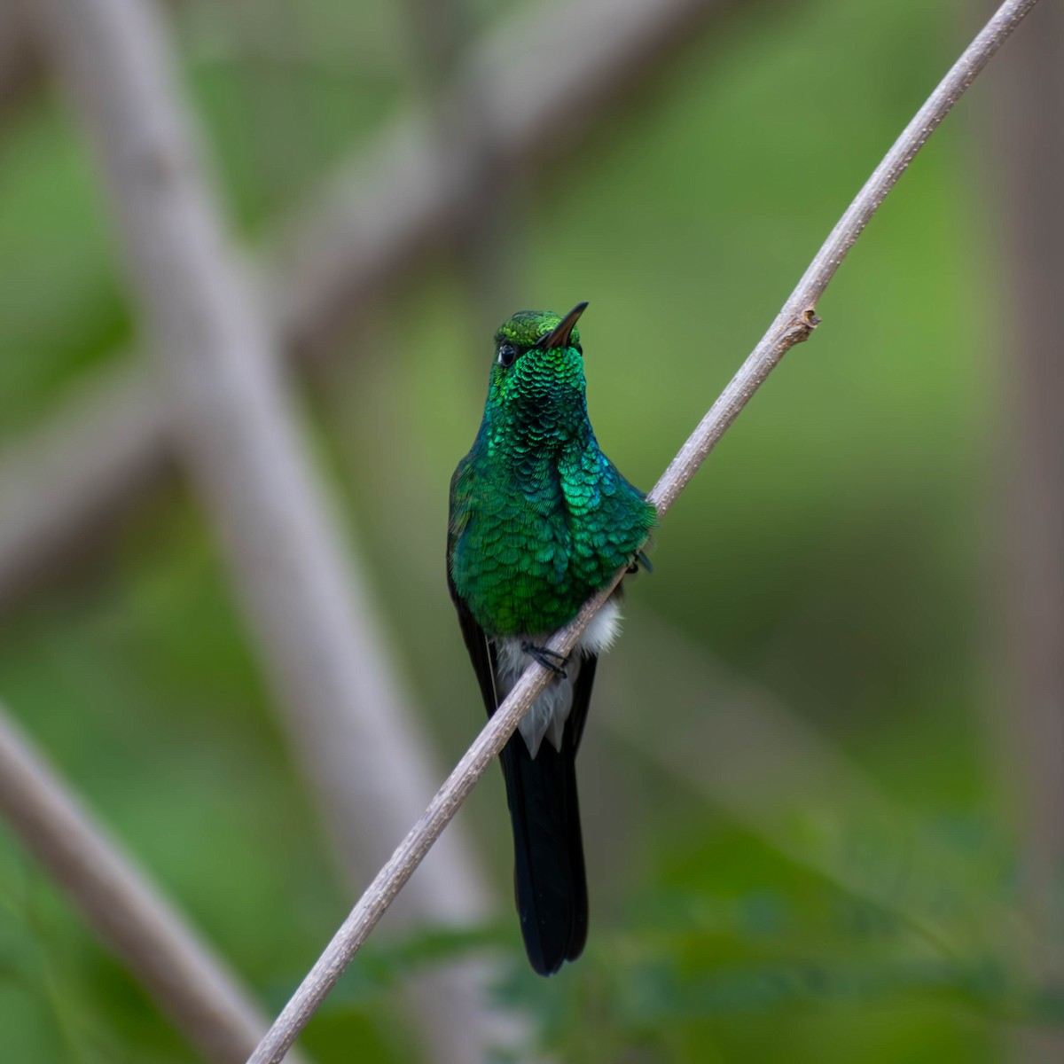 Cuban Emerald - ML641084496