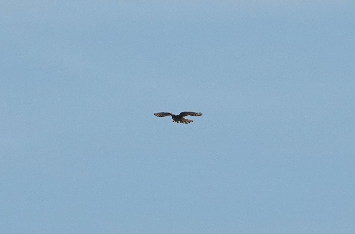 American Kestrel - ML641084498