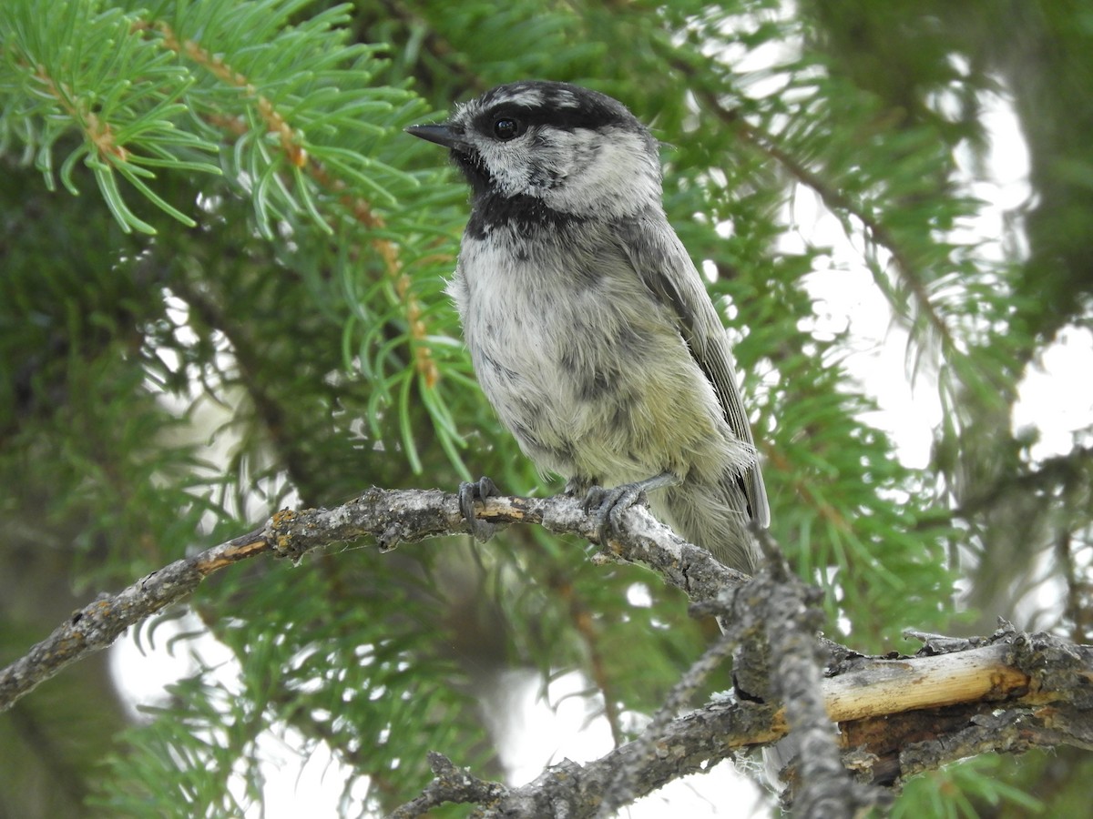 Mountain Chickadee - ML641084508