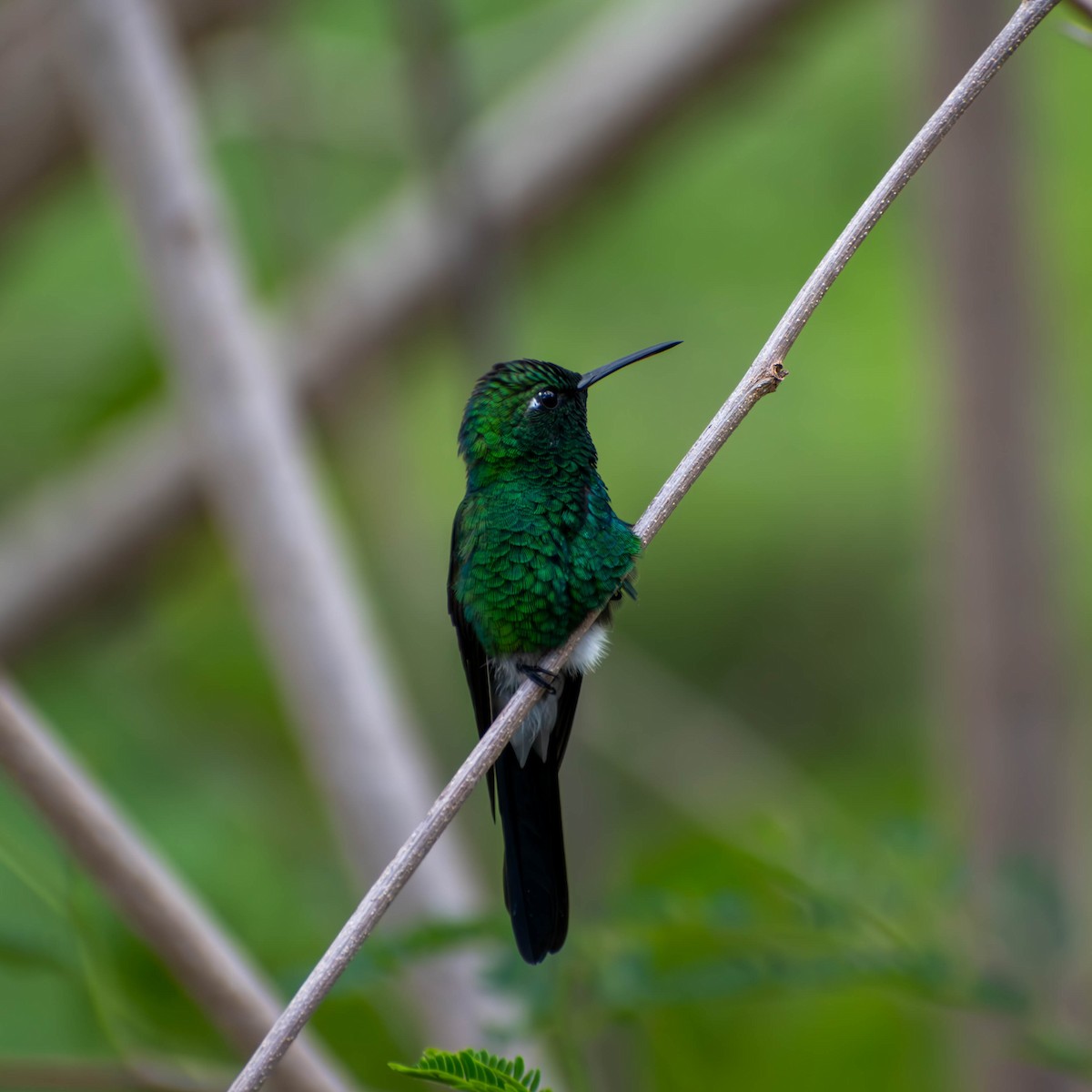 Cuban Emerald - ML641084510