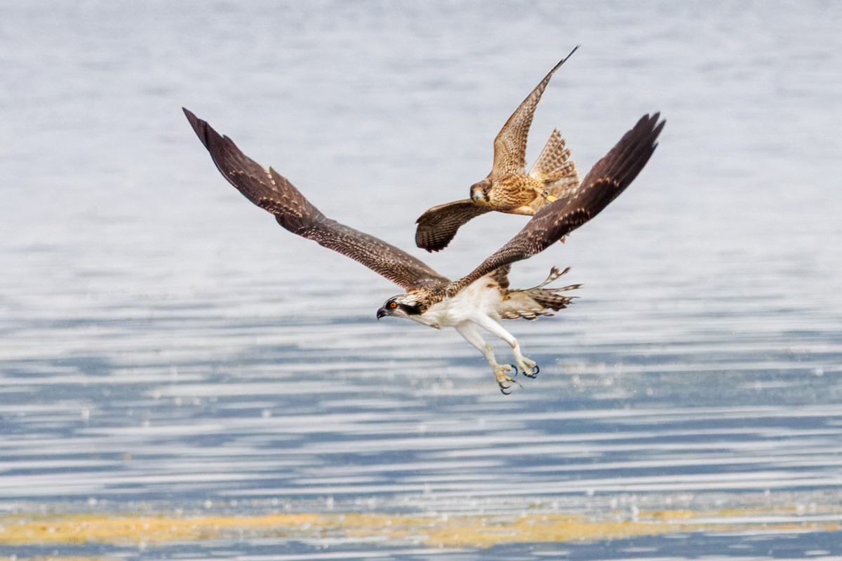 Osprey - ML641084520
