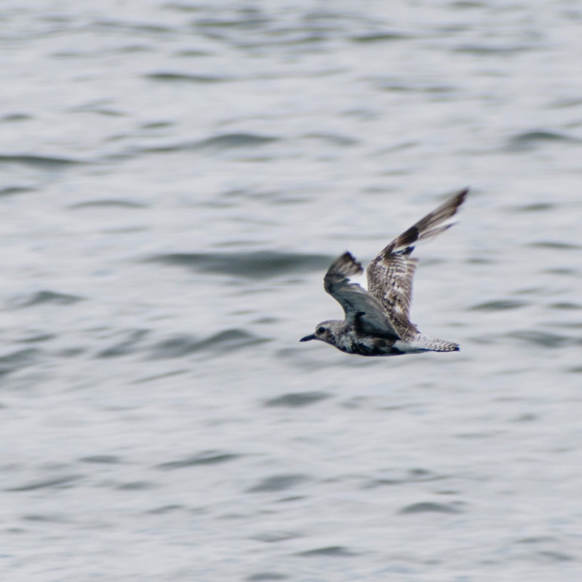Black-bellied Plover - ML641084523