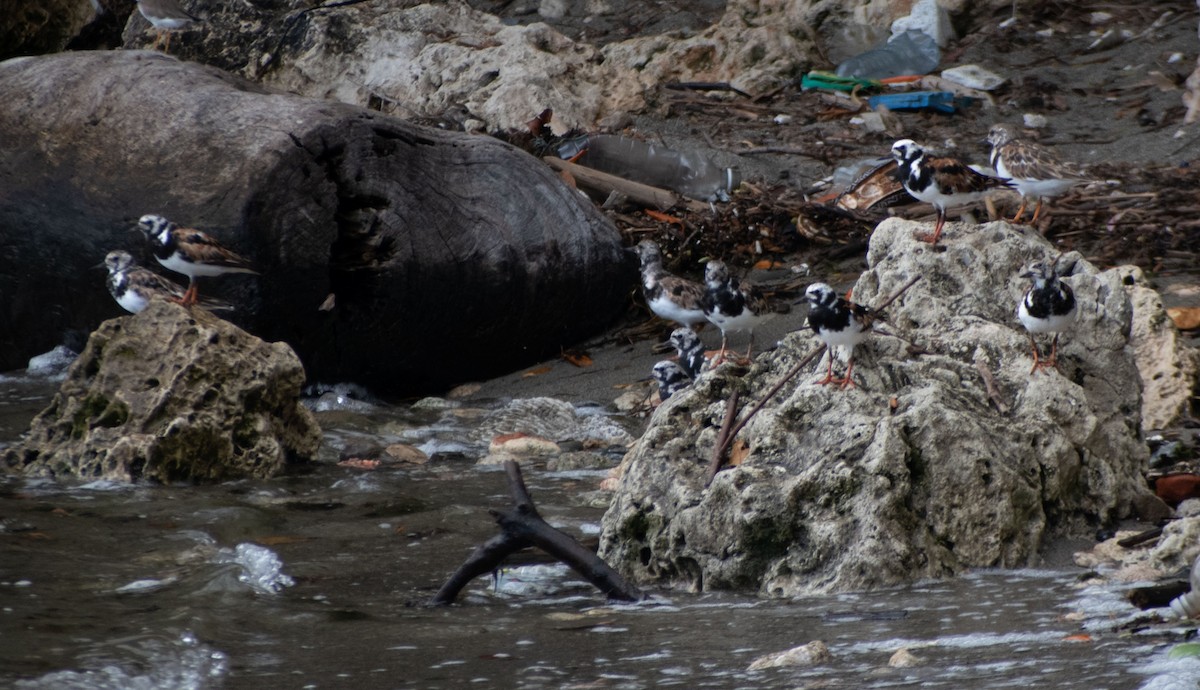 Ruddy Turnstone - ML641084536