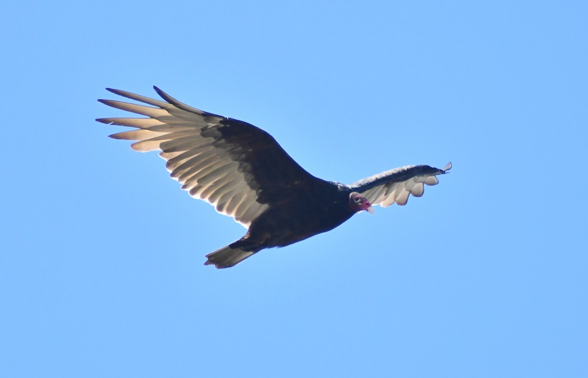 Turkey Vulture - ML641084539