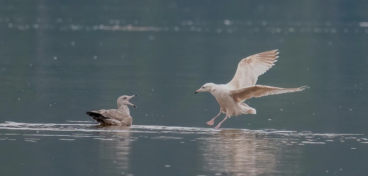 American Herring x Glaucous Gull (hybrid) - ML641084548