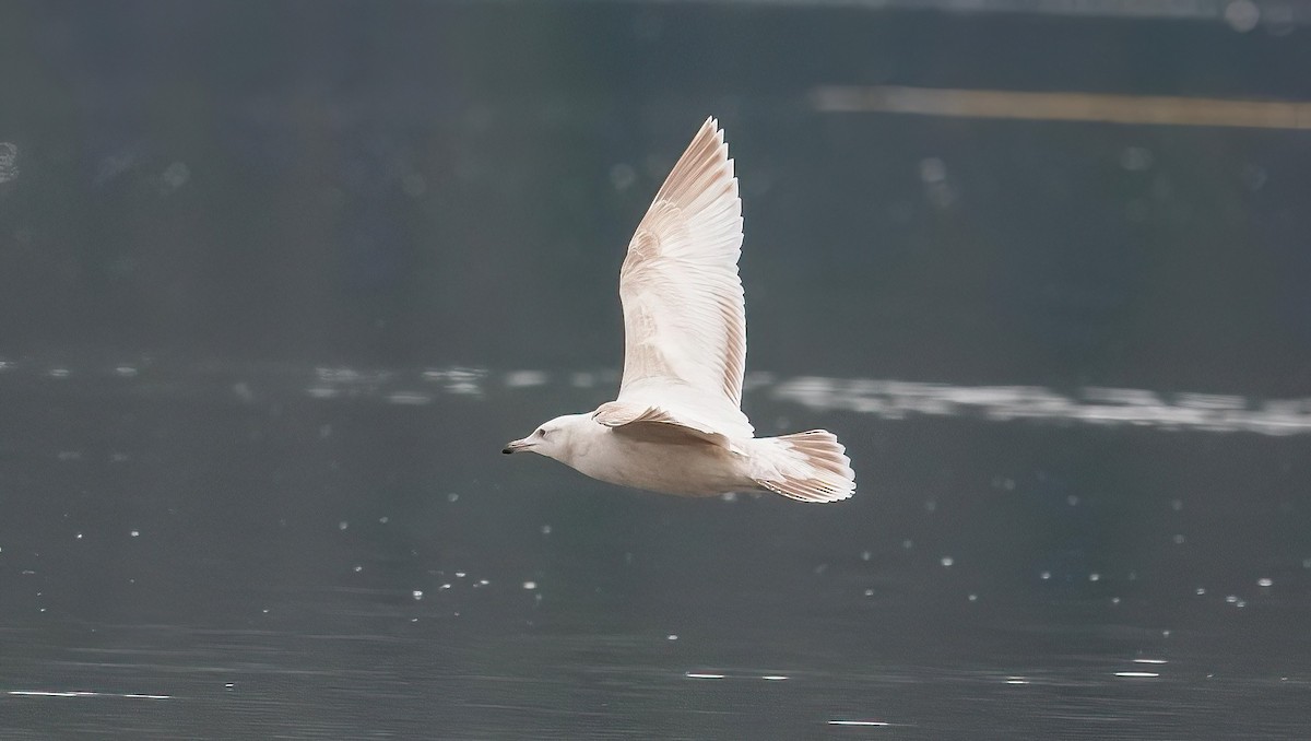 American Herring x Glaucous Gull (hybrid) - ML641084549