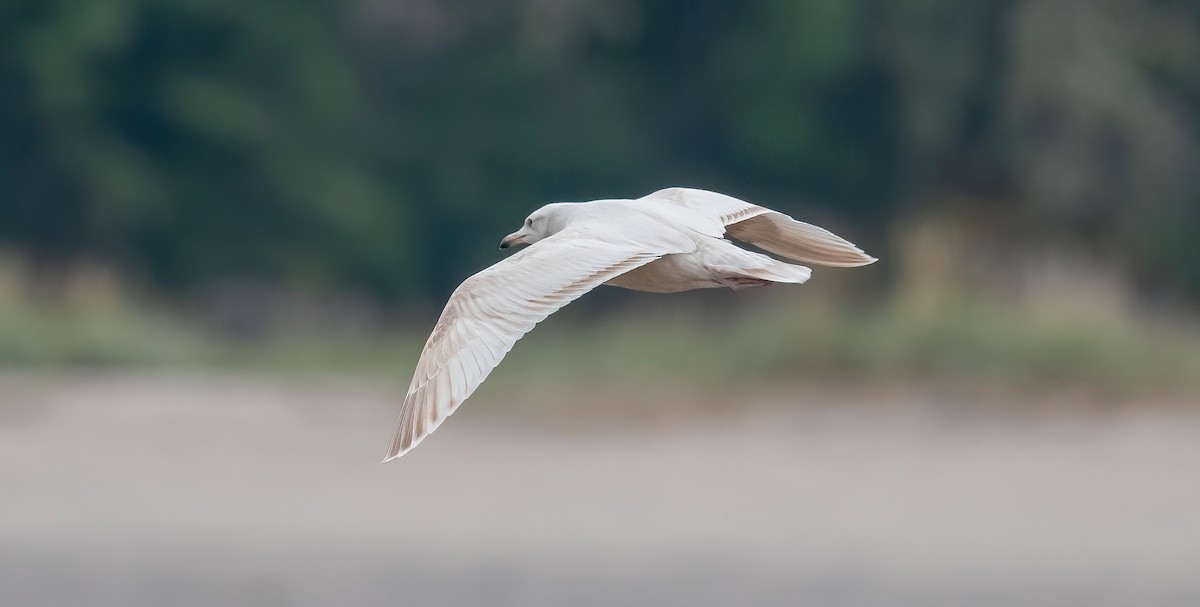American Herring x Glaucous Gull (hybrid) - ML641084550