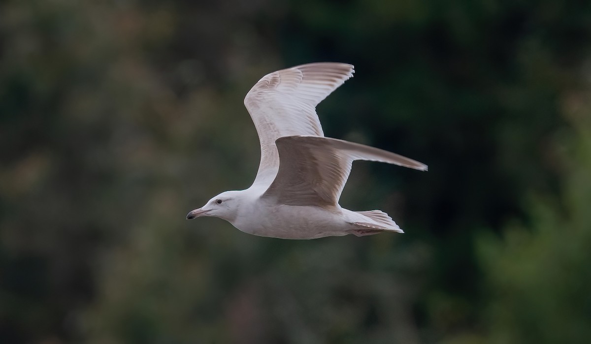 American Herring x Glaucous Gull (hybrid) - ML641084551
