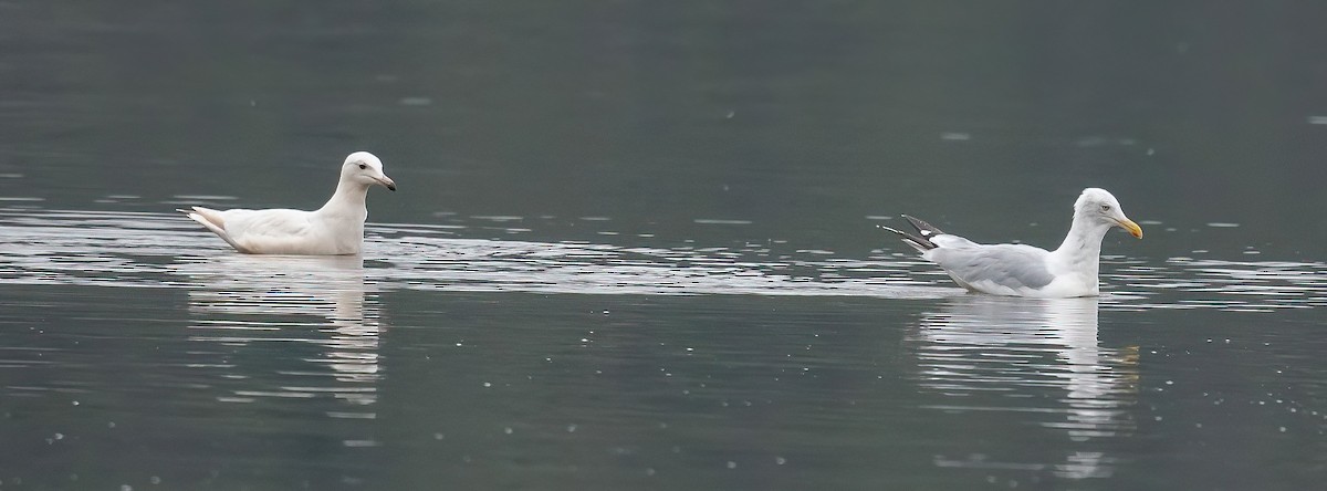 American Herring x Glaucous Gull (hybrid) - ML641084552