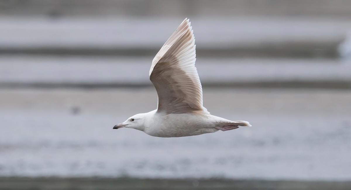 American Herring x Glaucous Gull (hybrid) - ML641084553