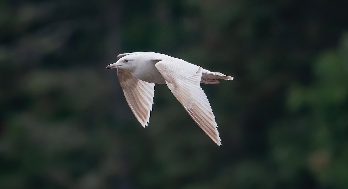 American Herring x Glaucous Gull (hybrid) - ML641084554