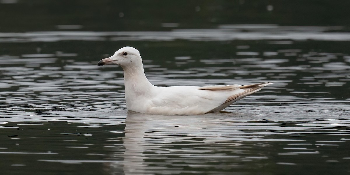 American Herring x Glaucous Gull (hybrid) - ML641084555