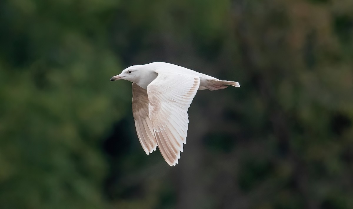 American Herring x Glaucous Gull (hybrid) - ML641084556