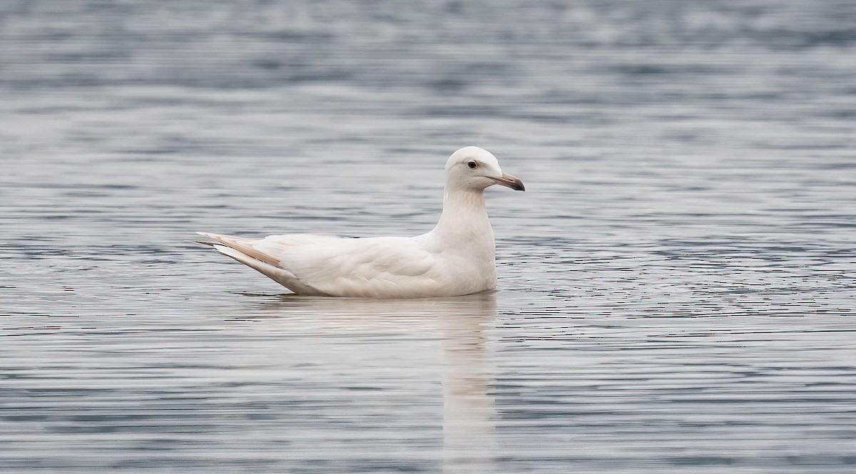 American Herring x Glaucous Gull (hybrid) - ML641084557