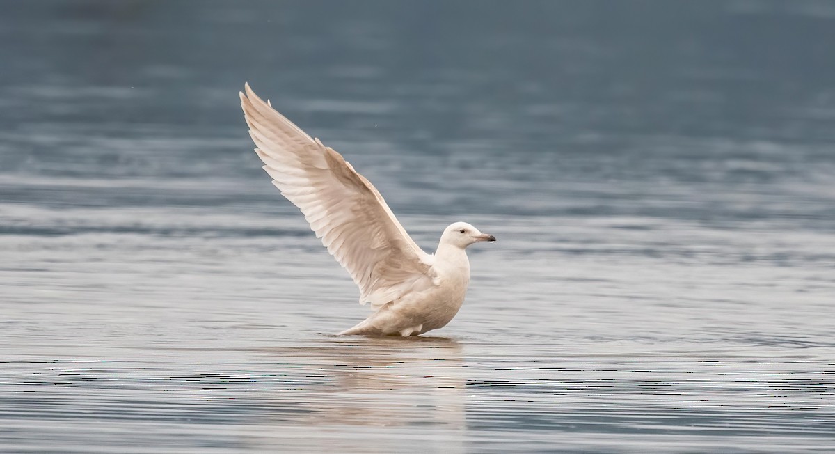 American Herring x Glaucous Gull (hybrid) - ML641084558