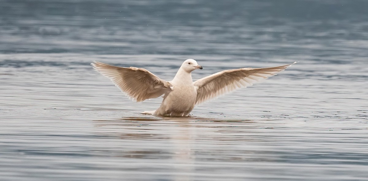 American Herring x Glaucous Gull (hybrid) - ML641084559